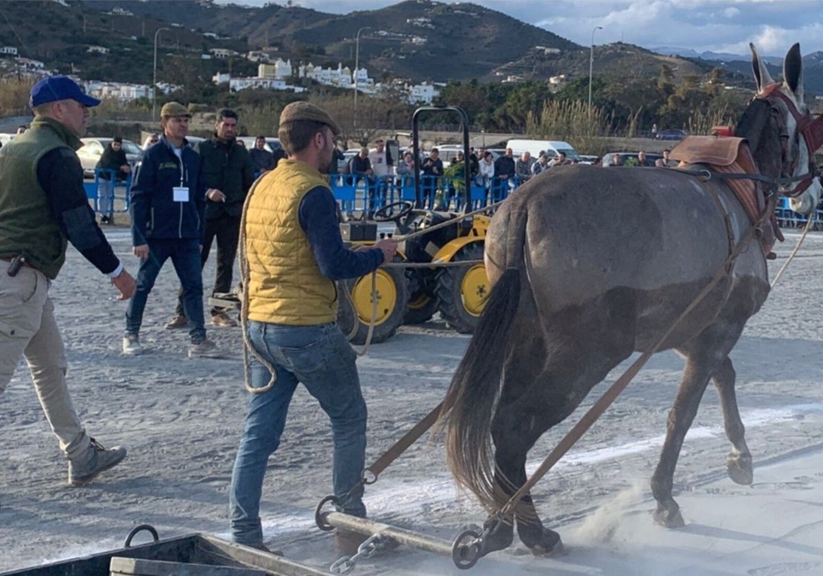 El Partido Animalista denuncia al Ayuntamiento de Nerja por un concurso de arrastre de piedras con mulos