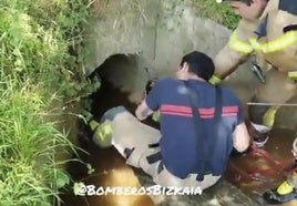 La complicada labor de los Bomberos de Bizkaia para rescatar a un perro atascado en una tubería en Amorebieta