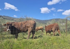 Ganado vacuno pastando en una finca de Casas de Reina, en la Campiña Sur.