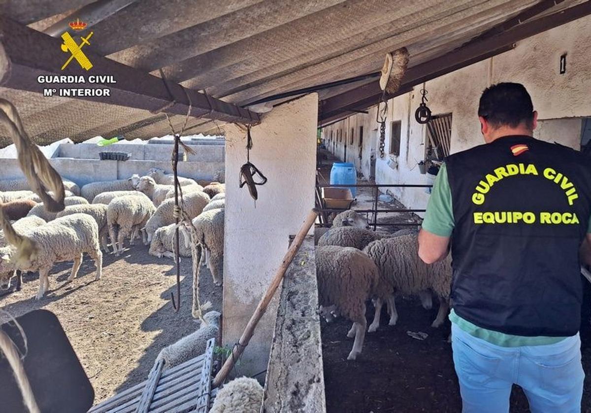 Agente del equipo Roca de la Guardia Civil, durante la inspección en una finca de la Campiña Sur.