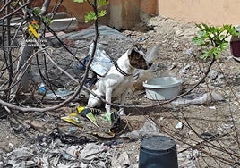 Los agentes rescataron varios animales en el almacén registrado.
