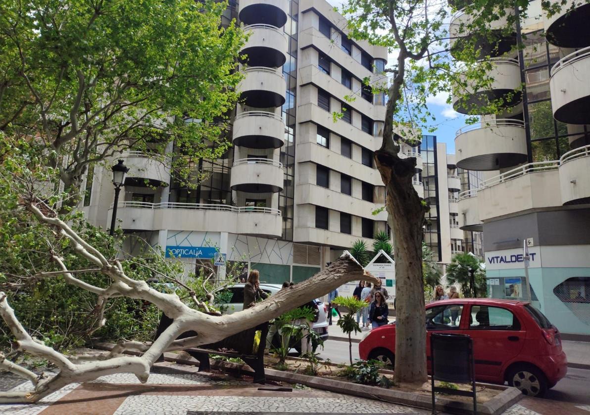 El viento tumba árboles en Gandia y Alberic y supera los 100 km/h en la Font de la Figuera