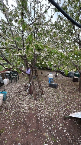 El granizo se ha cebado con la agricultura.